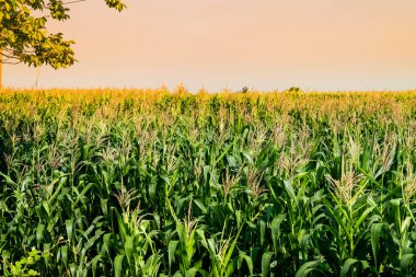 Mısır tarlasında tarım Bahçe