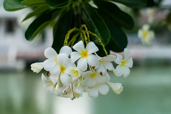 Живці квітів красиві квіти — стокове фото