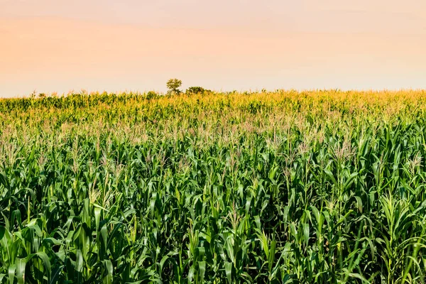Polu kukurydzy w ogrodzie rolnych — Zdjęcie stockowe
