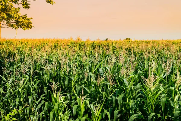 Mısır tarlasında tarım Bahçe