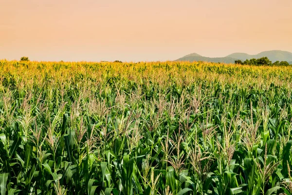 Campo de maíz en huerto agrícola — Foto de Stock