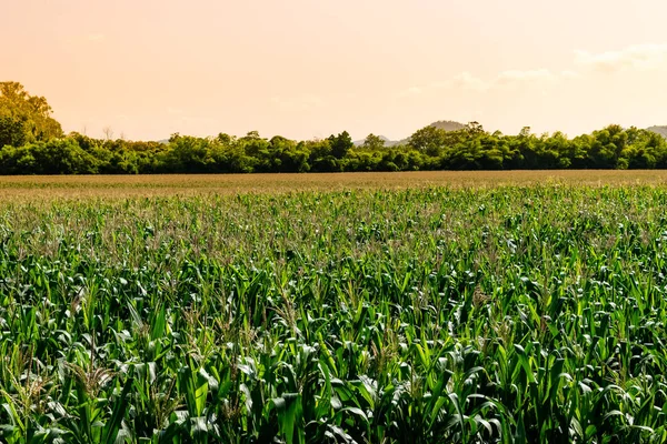 Campo de maíz en huerto agrícola — Foto de Stock