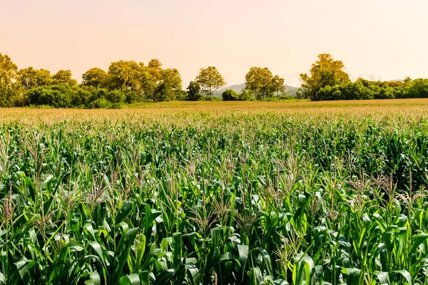 Campo de maíz en huerto agrícola — Foto de Stock