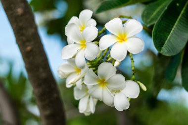 güzel plumeria çiçekler