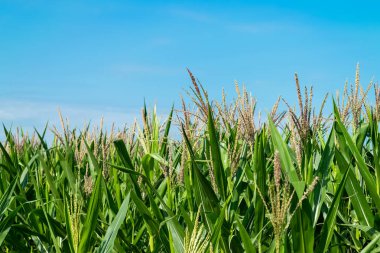 Mısır tarlasında tarım Bahçe