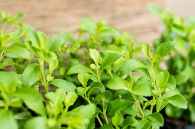 Stevia ağaç bitkisi