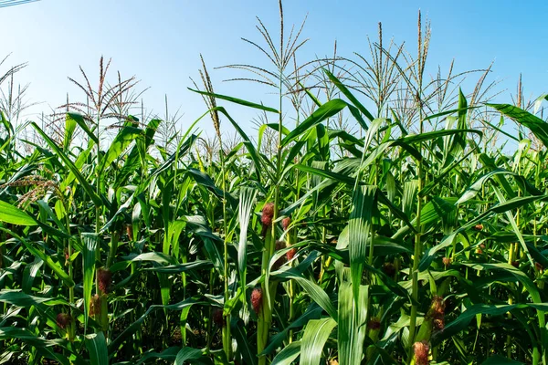 Polu kukurydzy w ogrodzie rolnych — Zdjęcie stockowe