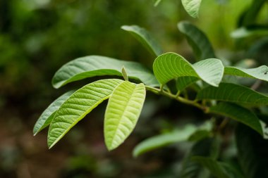 Yeşil yaprak guava