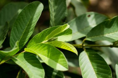Yeşil yaprak guava