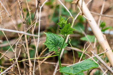 Yeşil kabak ağacı
