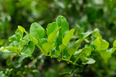 yeşil yaprak bergamot