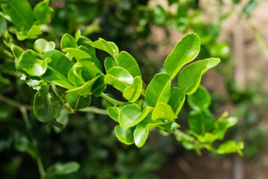 yeşil yaprak bergamot