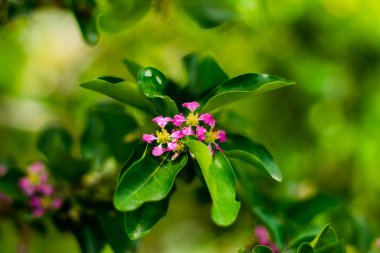 Malpighia glabra Linn çiçekler