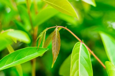 Glochidion Perakense sebze ağacı