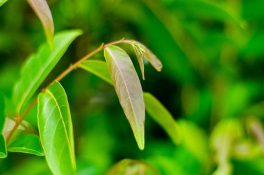 Glochidion Perakense sebze ağacı