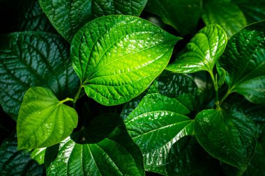 vahşi tembul leafbush