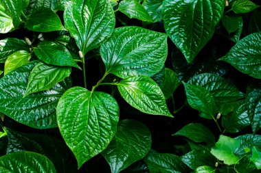 vahşi tembul leafbush