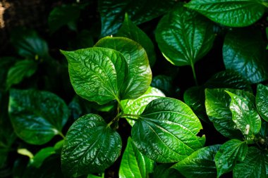 vahşi tembul leafbush