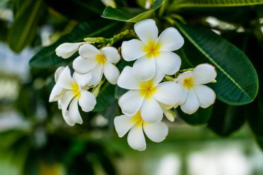 güzel plumeria çiçekler