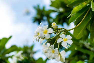 güzel plumeria çiçekler