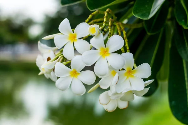 美しいプルメリアの花 — ストック写真