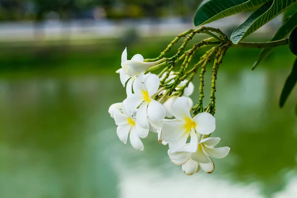 Vackra plumeria blommor — Stockfoto