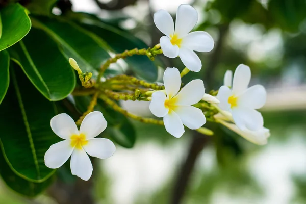 Güzel plumeria çiçekler — Stok fotoğraf