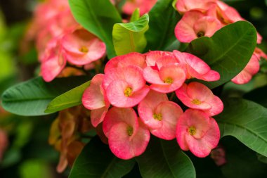 Dikenli taç kırmızı çiçek