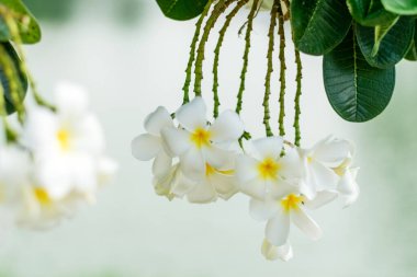 güzel plumeria çiçekler