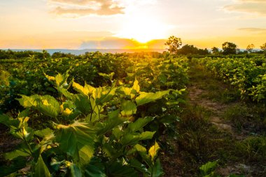 Dut çiftliğinde gün batımı
