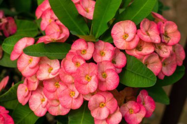 Dikenli taç kırmızı çiçek