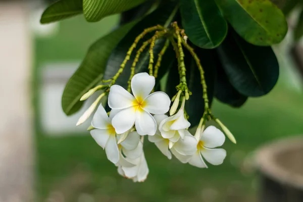 Güzel plumeria çiçekler — Stok fotoğraf