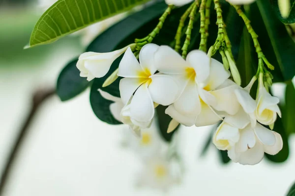 Güzel plumeria çiçekler — Stok fotoğraf