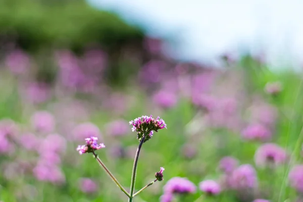 Verbena violeta flores — Foto de Stock