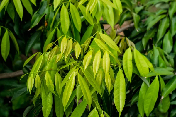 Hojas verdes Lychee árbol —  Fotos de Stock