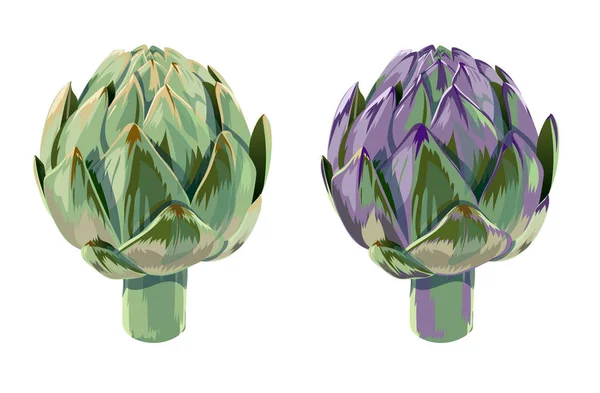 Vektor Illustration Grön Och Violett Grönsaker Kronärtskocka Vit Bakgrund Enstaka — Stock vektor