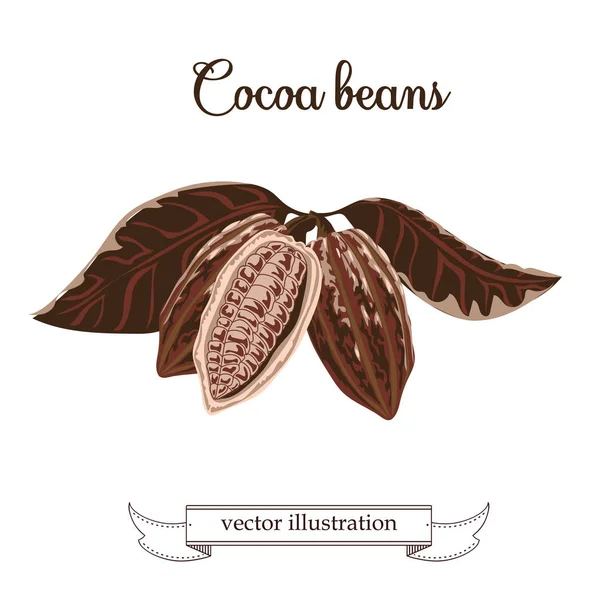 Illustration av kakaobönor. Chokladkakaobönor Vektorillustration — Stock vektor