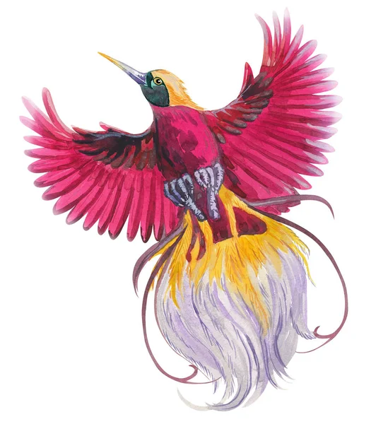 Magische tropische vogel van het paradijs. Aquarel illustratie blauw, rood, magenta kleurrijke vliegende mooie vogel. enkel element voor uw bloemdessin. — Stockfoto