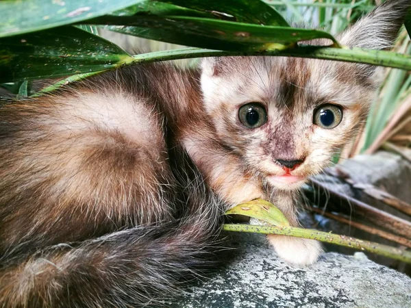 Gato Marrón Esconde Bosque —  Fotos de Stock