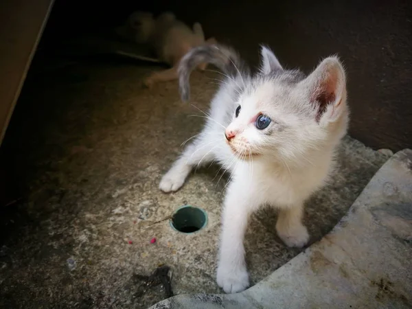 Gatitos Blancos Están Buscando Sus Madres Gatas —  Fotos de Stock