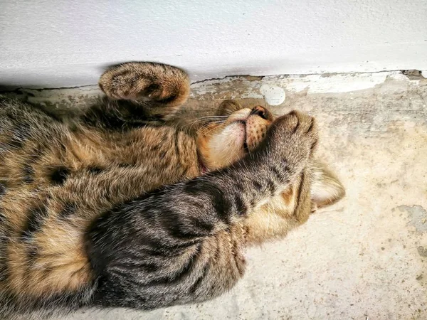 Los Gatos Están Durmiendo Con Las Piernas Cerradas —  Fotos de Stock