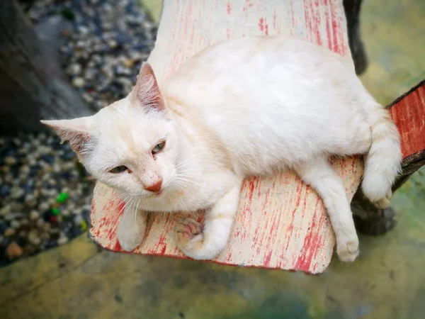 Gato Relajación Silla —  Fotos de Stock