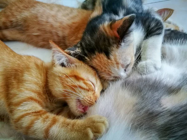 Кошенята Сплять Смоктати Молоко — стокове фото