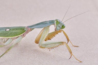Dev Malezya kalkan bir ağaç üzerinde dinlenme devesi (Rhombodera Basalis)