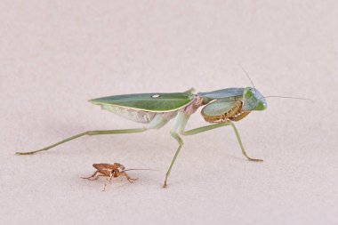 Dev Malezya kalkan bir ağaç üzerinde dinlenme devesi (Rhombodera Basalis)