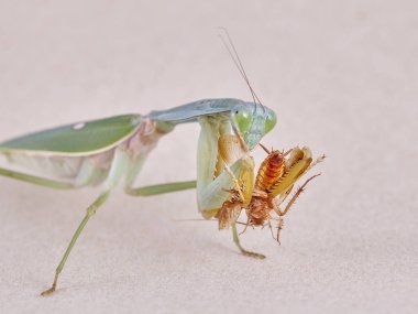 Dev Malezya kalkan bir ağaç üzerinde dinlenme devesi (Rhombodera Basalis)