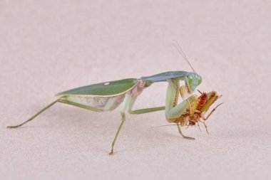 Dev Malezya kalkan bir ağaç üzerinde dinlenme devesi (Rhombodera Basalis)