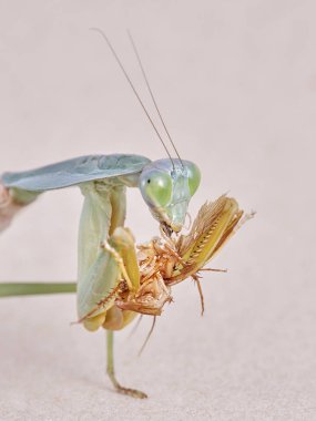 Dev Malezya kalkan bir ağaç üzerinde dinlenme devesi (Rhombodera Basalis)
