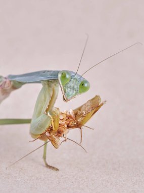 Dev Malezya kalkan bir ağaç üzerinde dinlenme devesi (Rhombodera Basalis)