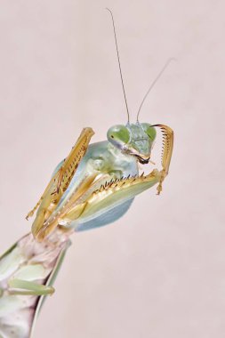Dev Malezya kalkan bir ağaç üzerinde dinlenme devesi (Rhombodera Basalis)